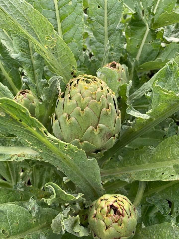 Planifico cada campaña con precisión, adaptando fertilización, riego y tratamientos fitosanitarios a las características de tu finca. Realizo análisis de suelo y agua para garantizar dosis óptimas y prácticas sostenibles.